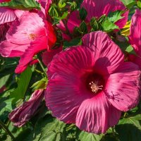 Гибискус :: Игорь Сикорский