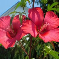 Красный гибискус :: Наиля 