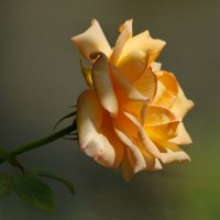 Розы Августа... :: Николай Саржанов