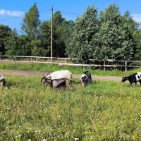 Рогатое население Яви Нави. :: Ольга 