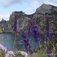 Природа Крыма :: Amazing Cosmea