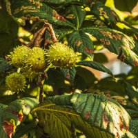 Каштан. :: Петр Беляков