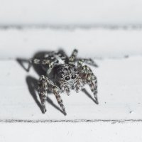 Jumping Spider | 7 :: Sergey Sonvar