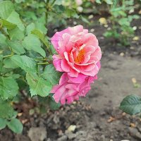 ,,, :: Сергей Тимоновский