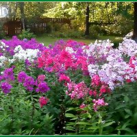 Флоксы в моём саду. :: Ольга Довженко