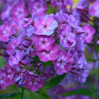 краски лета... :: Andrey Bragin 