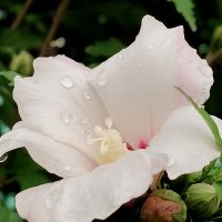 Освежающие капельки дождя :: tatyana 