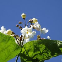 Катальпа :: Freddy 97