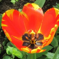 Тюльпан Банья Лука :: Дмитрий Никитин