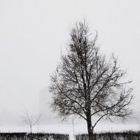 Зима, метель. :: Любимова Ольга 