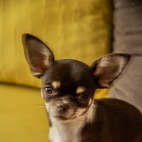 Братья меньшие :: Юрий Яньков Братья меньшие :: Юрий Яньков