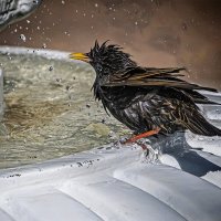 Купание. :: Александр 