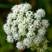 Сныть обыкновенная :: Светлана SvetNika17