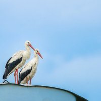 Аисты :: Alex Bush