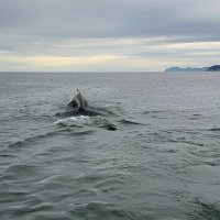 Рыба-кит :: Марина Виноградова