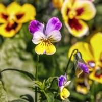 Анютины глазки :: Владимир Колесников