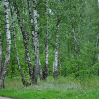 Лесопарк :: Татьяна Машошина Лесопарк :: Татьяна Машошина