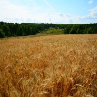 Летний день. :: Михаил Колосов 