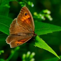 из снятого 1 августа 29 :: Александр Прокудин