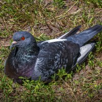 Сизарь :: Aleksey Afonin