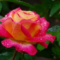 Роза с каплями дождя. :: Милешкин Владимир Алексеевич Роза с каплями дождя. :: Милешкин Владимир Алексеевич