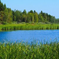 Смоленщина в августе (репортаж из поездок по области). :: Милешкин Владимир Алексеевич 