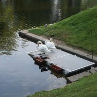 пара лебедей и пара ворон :: zavitok * пара лебедей и пара ворон :: zavitok *