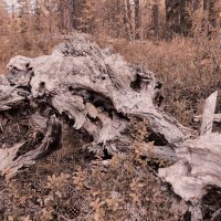 мертвый лес :: Артём 