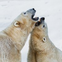 Белый :: SanSan 