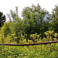 Август...За оградой ...медвежья дудка! :: Владимир 