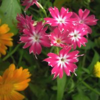 Красота :: Людмила Смородинская Красота :: Людмила Смородинская