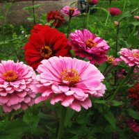 Циннии цветут :: Людмила Смородинская