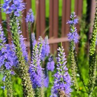 Жаркий август. :: Ольга Жаркий август. :: Ольга