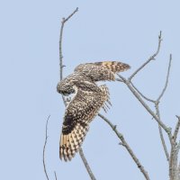 сова болотная. :: юрий макаров