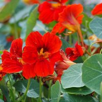 На клумбах городских... :: Андрей Заломленков