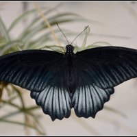 Как прекрасен этот мир :: Aleksandr Gal