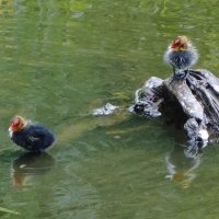 Лысушата :: Рита Симонова