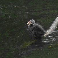 Лысушонок :: Рита Симонова