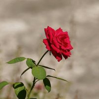 Роза :: Татьяна Тюменка