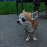 Кроха :: юрий поляков