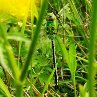 Самец дозорщика-императора нехарактерной для вида окраски :: Константин Штарк