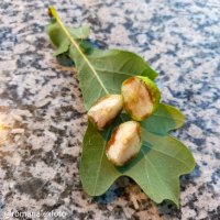 Чернильные орешки :: Роман Алексеев