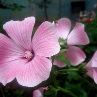 Лаватера :: Елена Семигина Лаватера :: Елена Семигина