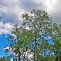 Августовское небо :: Светлана Августовское небо :: Светлана