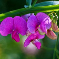 Душистый горошек :: Светлана 