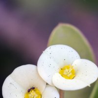 Муравей :: Sergey Grim