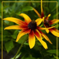 Эхинацея :: Евгений Эхинацея :: Евгений
