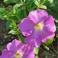 Весёлые сестрички :: Наталья Весёлые сестрички :: Наталья