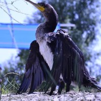 **** :: Виктор 