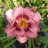 Лилейник :: BoxerMak Mak